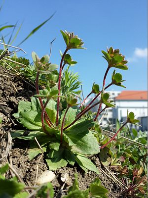 Acker-Mannsschild (Androsace maxima)