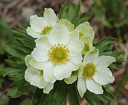 Anemone narcissiflora ハクサンイチゲ