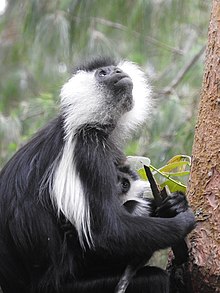 Angolan black-and-white colobus with infant. Angolan colobus with infant.jpg