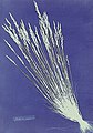 Anna Atkins - Fetucca grass