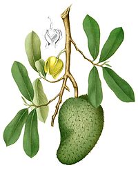 Annona muricata