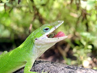 Травоядные ящерицы. Бизон анолис. Анолис Донахью. Anolis oculatus. Питание ящериц.