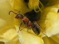 Ant inside flower