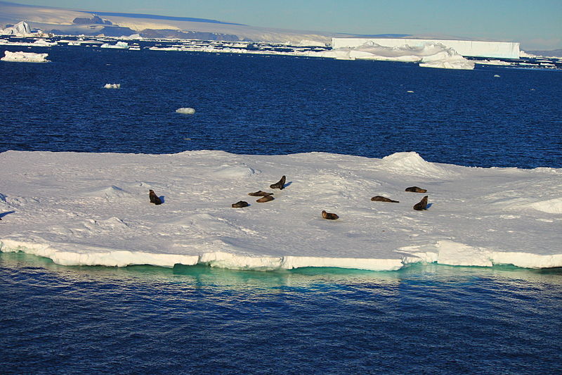 File:Antarctic Fur Seal.jpg