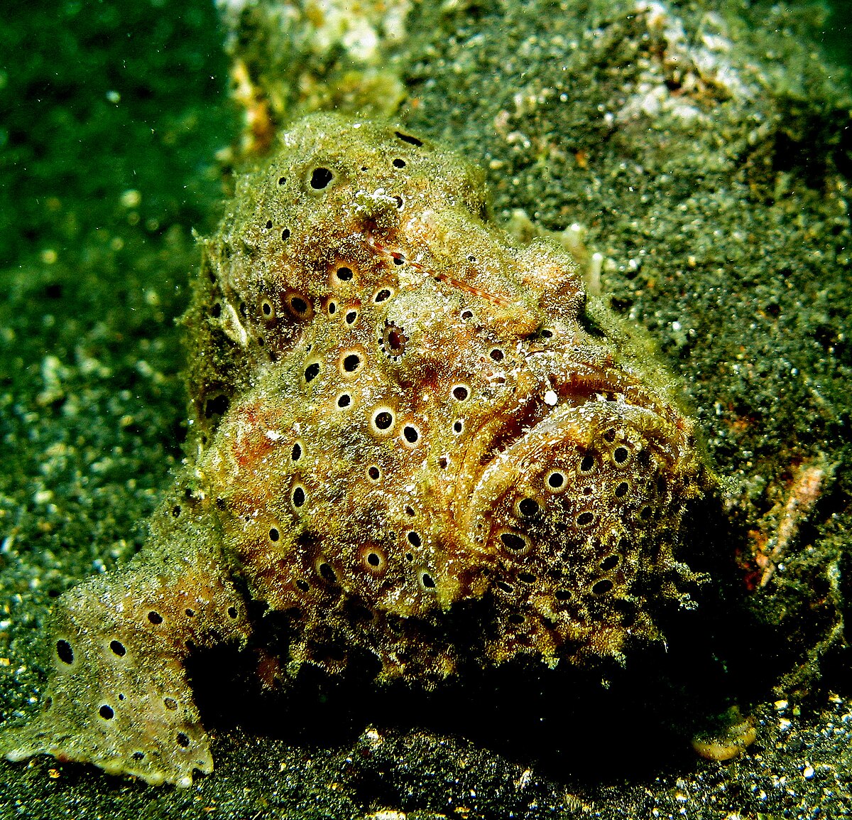 Painted frogfish - Wikipedia