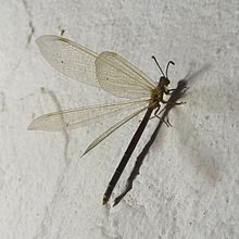 Antlion. Myrmeleontidae. Genus Creoleon - Flickr - gailhampshire.jpg