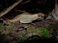 Antongil Leaf Chameleon, Nosy Mangabe, Madagascar (3899499361) (2).jpg