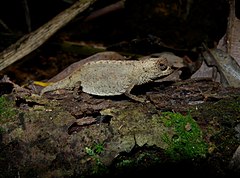 Description de l'image Antongil Leaf Chameleon, Nosy Mangabe, Madagascar (3899499361) (2).jpg.