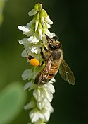 Apis mellifera ligustica апыляе расліну