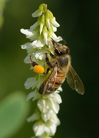 Honey bee taking a reward of nectar and collecting pollen in its pollen baskets from white melilot flowers