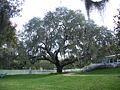 Live oak. Probably one of those transplanted from the original plantation.