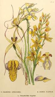 <i>Diuris filifolia</i> Species of orchid