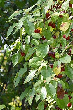 Apple (Malus sp.)