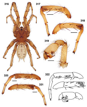 Beskrivelse af billede Aptostichus fisheri 01.jpg.