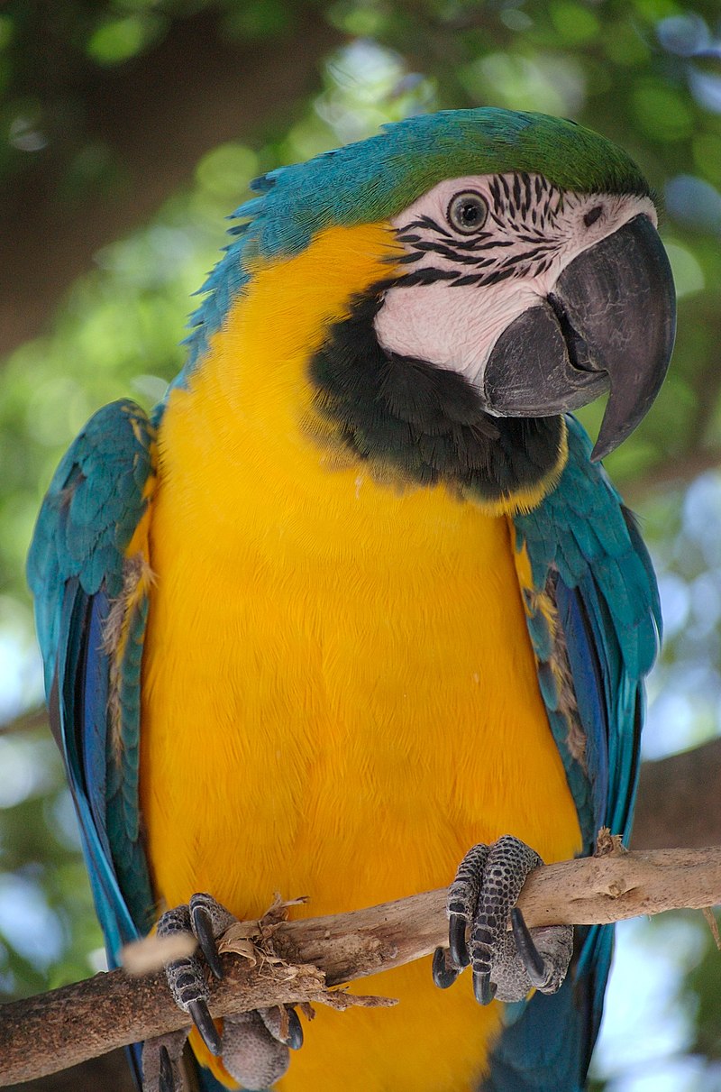 Ara ararauna -Blue-and-yellow Macaw in a tree.jpg