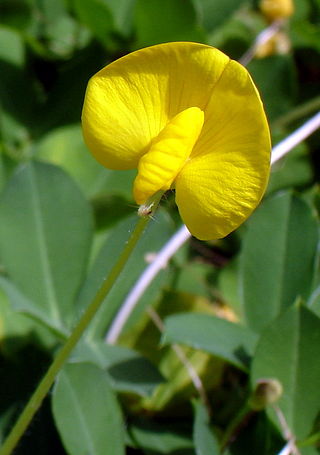 <i>Arachis glabrata</i> Species of legume