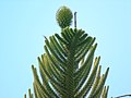 Araucaria heterophylla Araucaria excelsa