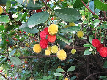 Клубничное дерево фото. Арбутус. Madroño Земляничное дерево. Arbutus unedo. Arbutus unedo (Strawberry Tree).