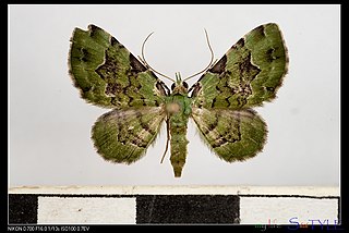 <i>Ardonis filicata</i> Species of moth