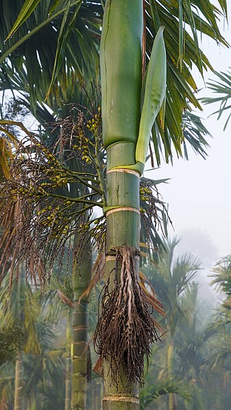 File:Areca Palm Nuts Flowers Coorg Feb24 A7C 09538.jpg