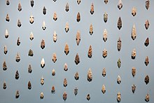 Arrow heads from Mundigak, Tajikistan, early 3rd millennium BCE