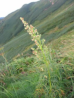 Artemisia sinanensis 02.JPG