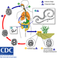 Ascariasis LifeCycle - CDC Division of Parasitic Diseases.png