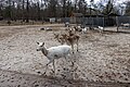 * Nomination Mediterranean Fallow Deer at Long Island Game Farm --Mike Peel 08:35, 25 March 2024 (UTC) * Promotion  Support Good quality. --GoldenArtists 16:54, 25 March 2024 (UTC)