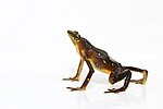 Thumbnail for Atelopus glyphus