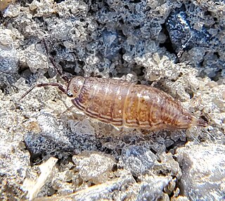 <i>Atlantoscia floridana</i> Species of woodlouse