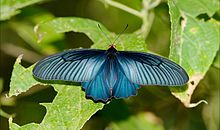 Atrophaneura varuna GaroHills Meghalaya.jpg