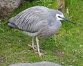 Weißwangenreiher (Egretta novaehollandiae)