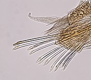 Median cirrigerous parapodium from a specimen from Museums Victoria