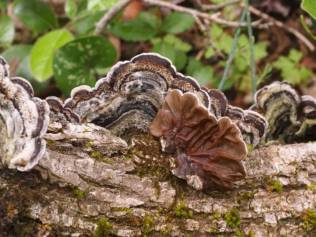 Auricularia mesenterica