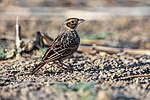 Thumbnail for Singing bush lark