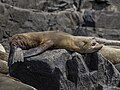 * Nomination Australian fur seal (Arctocephalus pusillus doriferus) juvenile --Charlesjsharp 09:57, 20 January 2024 (UTC) * Promotion  Support Good quality. --Poco a poco 10:38, 20 January 2024 (UTC)