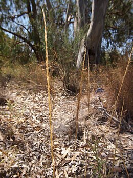 Austrostipa nitida