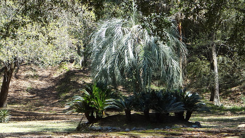 File:Avery Island, Louisiana-065.JPG