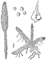 1.6. Lycopodium alopecuroides Fig.105 [syn. Lycopodiella alopecuroides (L.) Cranfill]