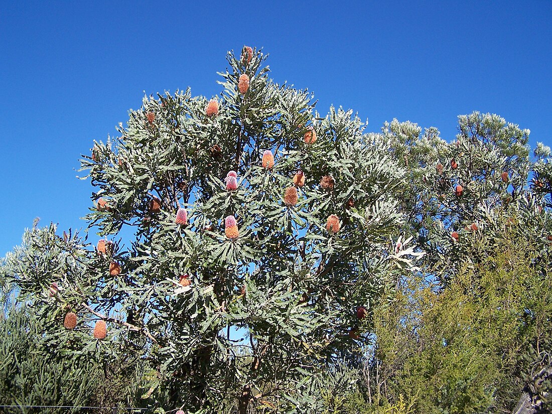 Banksia menziesii