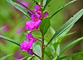 Impatiens balsamina of Balsaminaceae family