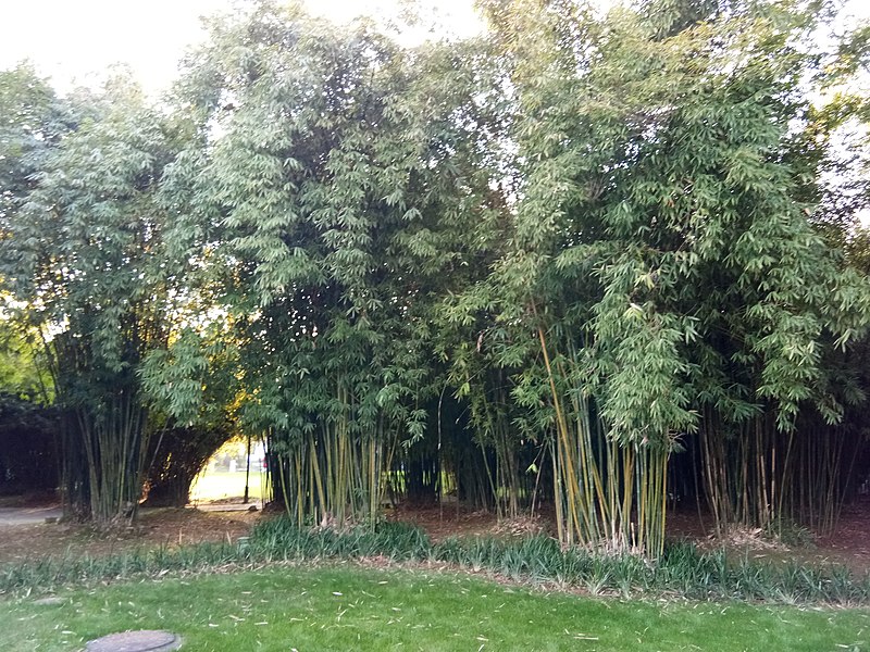 File:Bamboo bush at Orange Isle 1.jpg