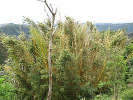 Bamboe in Ahuachapán