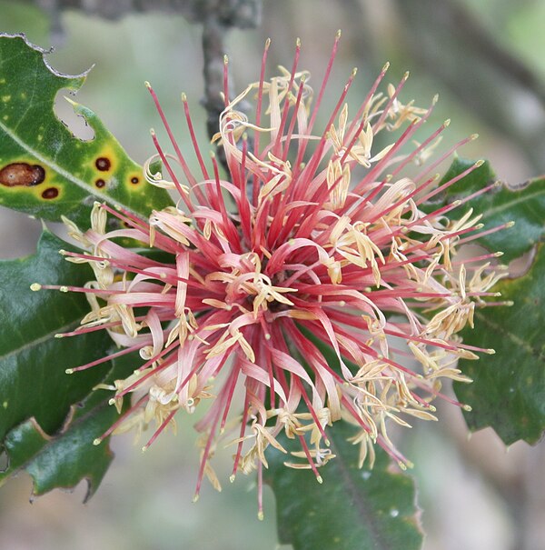 More usual reddish flowers. Perth