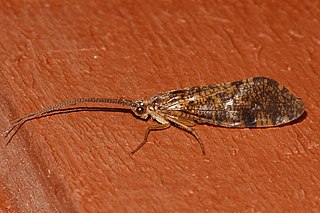 <i>Banksiola crotchi</i> Species of caddisfly