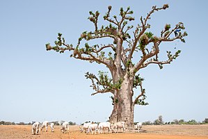 Adansonia Digitata