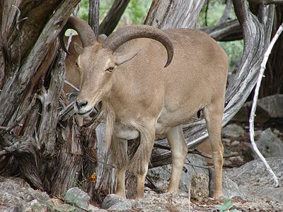 Threatened mammals of Europe