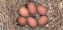 barnevelder chicken egg color