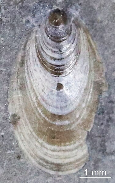 File:Barroisella? milwaukeensis.jpg