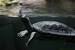 Vorschaubild für Südliche Batagur-Schildkröte